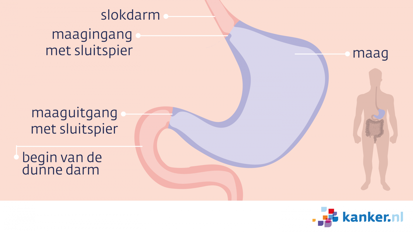 Informatie over de maag | Kanker.nl